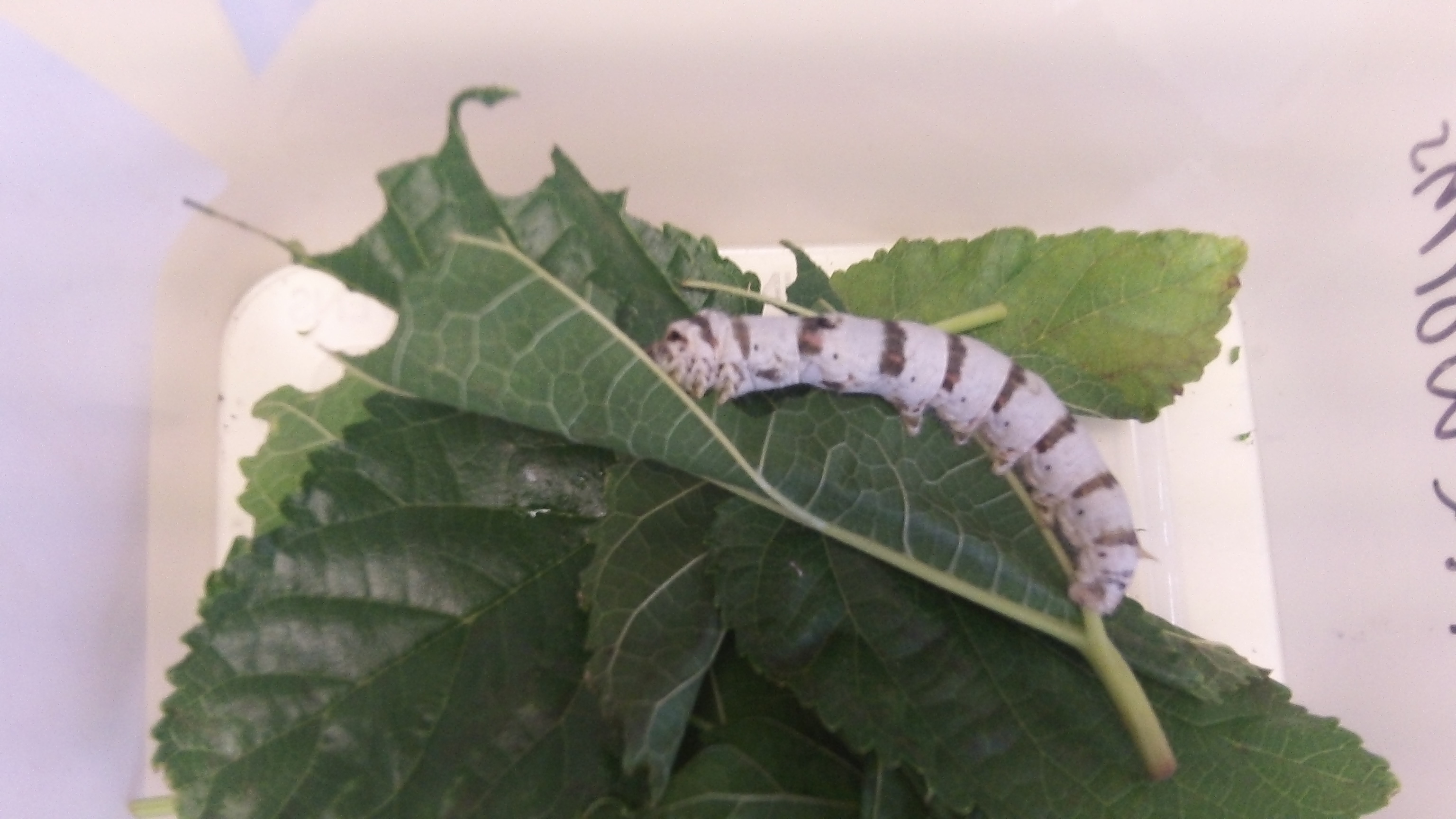 Silkworms