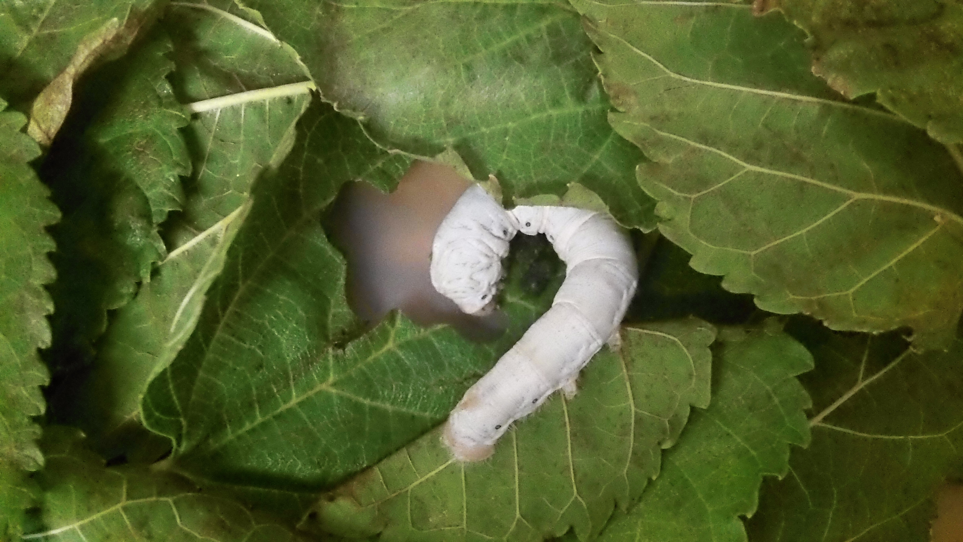 Our silkworm has been very well looked after this term. He has grown to a good size and we are hoping that he starts to spin his cocoon any day now. Thank you to the families that have supplied us with mulberry leaves over the past month.
